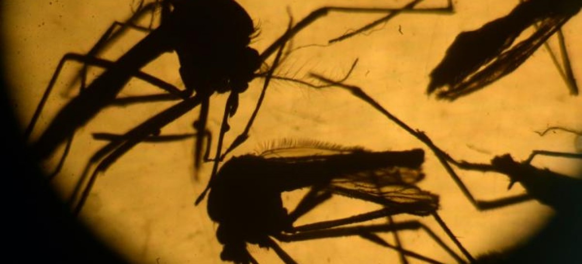 Colombia: 3177 pregnant women with Zika; no microcephaly