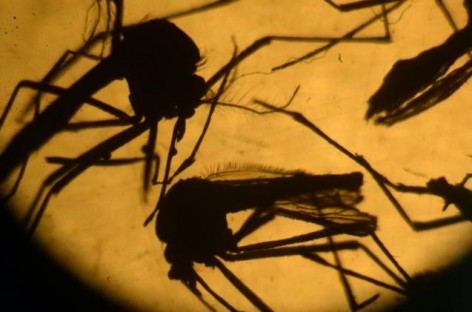 Colombia: 3177 pregnant women with Zika; no microcephaly