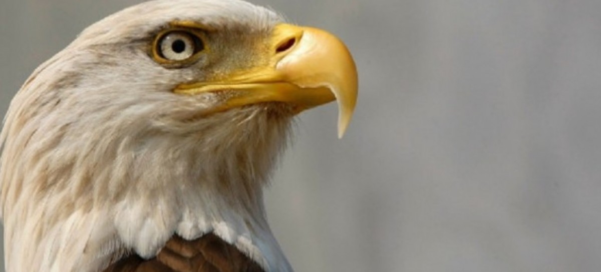 Federal authorities investigating deaths of 13 bald eagles on Eastern Shore