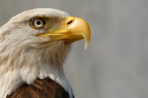 Federal authorities investigating deaths of 13 bald eagles on Eastern Shore