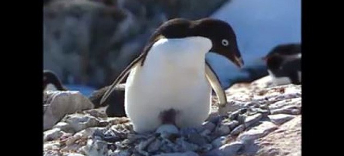 Thousands of penguins die after iceberg traps colony