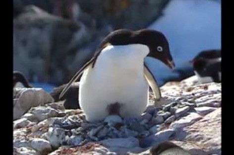 Thousands of penguins die after iceberg traps colony