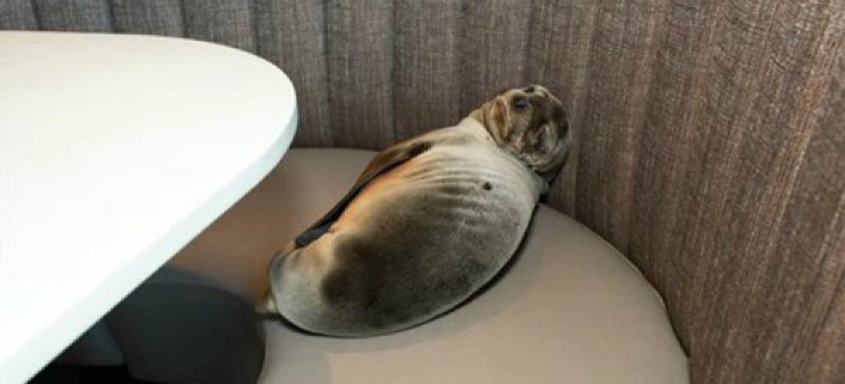 Hungry Sea Lion Sneaks Into Fancy Seafood Restaurant