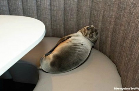 Hungry Sea Lion Sneaks Into Fancy Seafood Restaurant