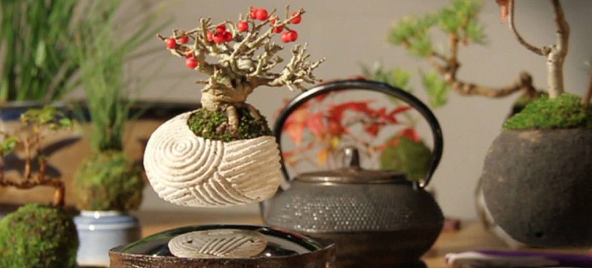 Levitating Bonsai Tree Kickstarter Project Gets Media And Backers’ Attention