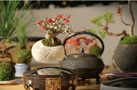 Levitating Bonsai Tree Kickstarter Project Gets Media And Backers’ Attention