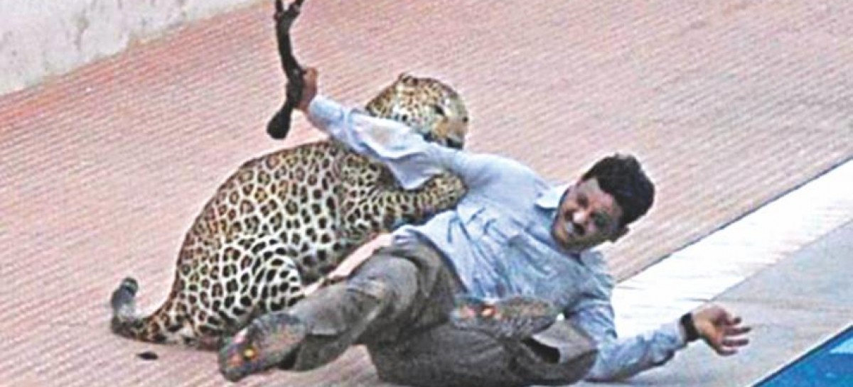 Leopard found in school grounds in India