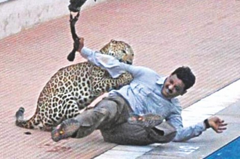 Leopard found in school grounds in India