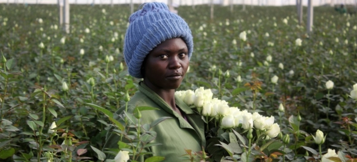 Those Valentine’s Day flowers might just be from Kenya