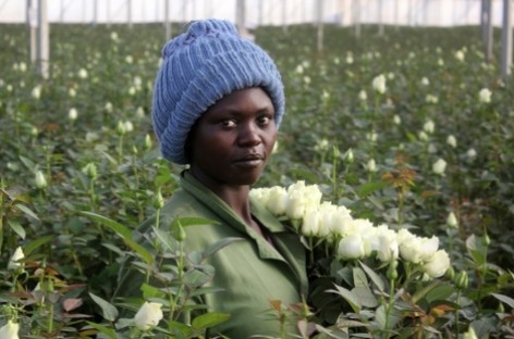 Those Valentine’s Day flowers might just be from Kenya