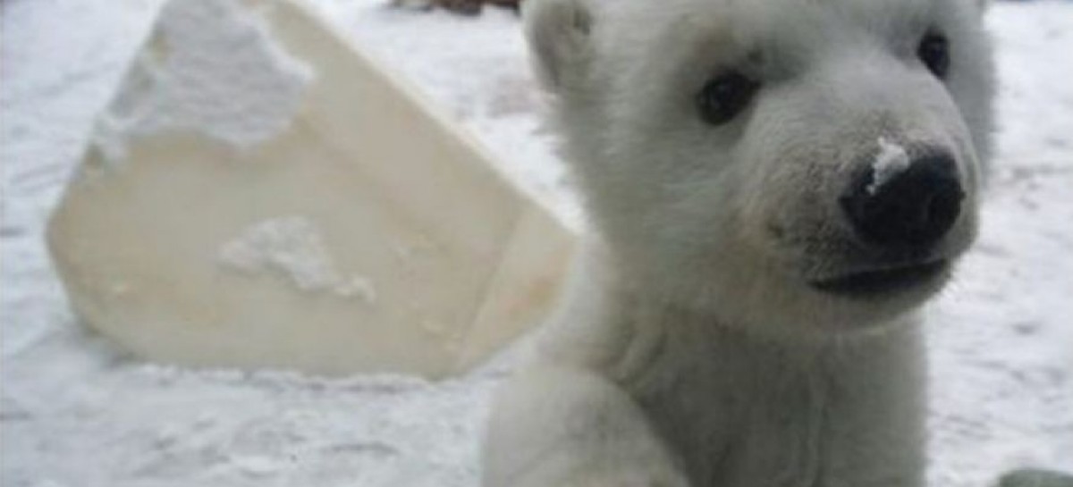 Polar bear cub sees snow for the first time