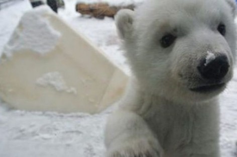 Polar bear cub sees snow for the first time