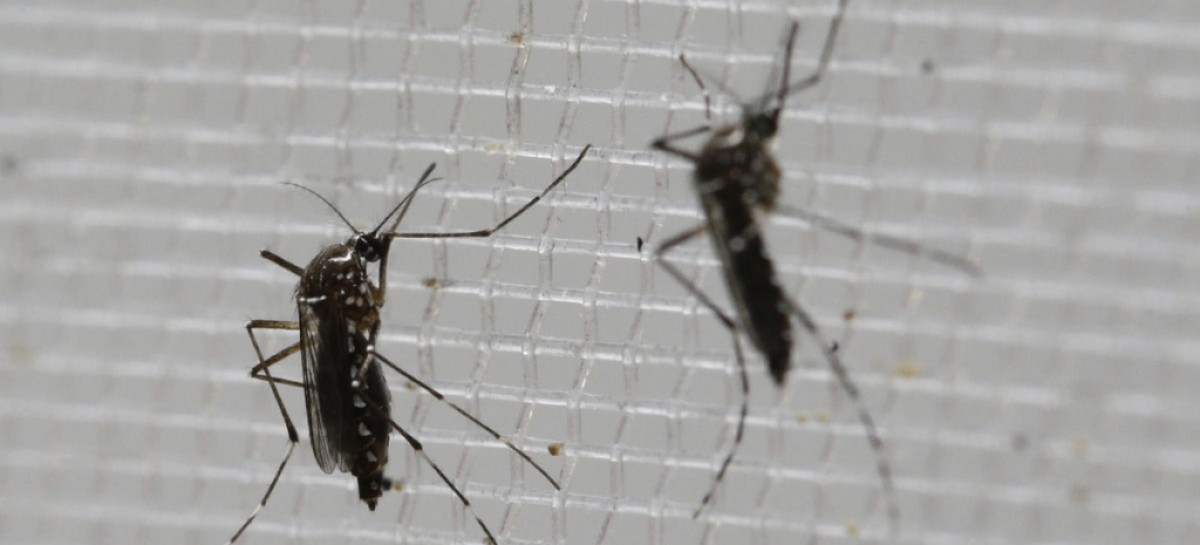 Pregnant Woman in Puerto Rico Diagnosed with Zika Virus