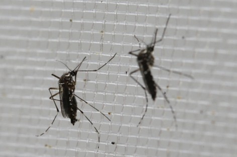 Pregnant Woman in Puerto Rico Diagnosed with Zika Virus