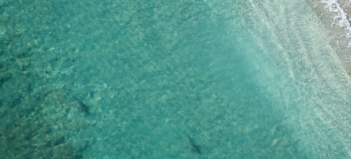 Thousands of sharks clog Palm Beach County coastline