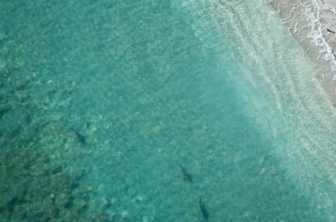 Thousands of sharks clog Palm Beach County coastline