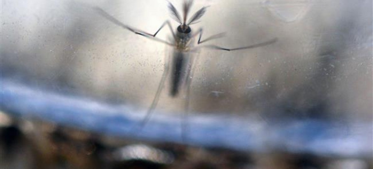 Study finds Zika virus in fetal brain, a clue in outbreak