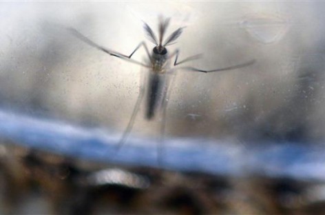 Study finds Zika virus in fetal brain, a clue in outbreak