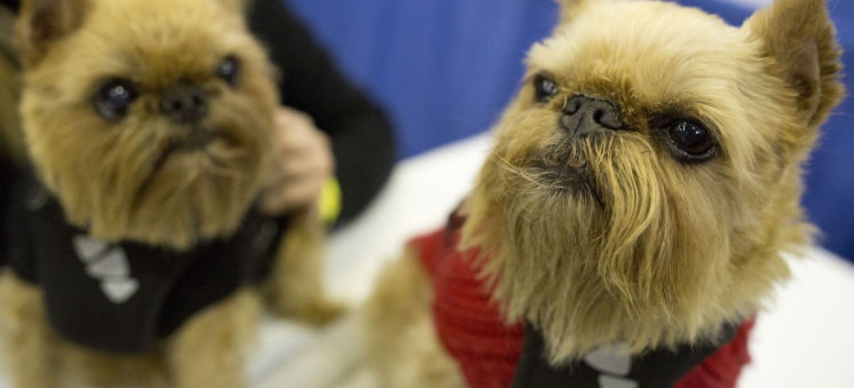 Toronto man top judge at Westminster Kennel Club dog show