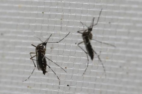 USOC to hire infectious disease specialists for Zika