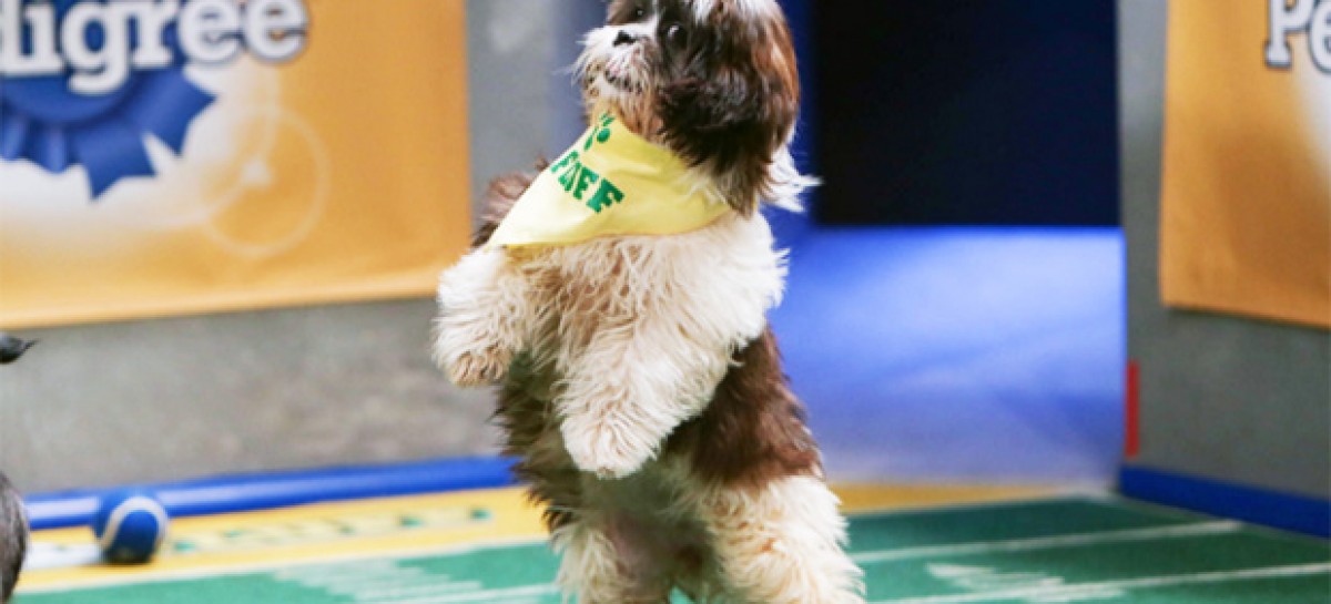 Uber Puppy Bowl Coming to Denver This Wednesday