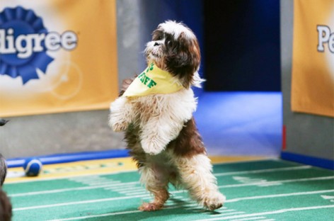 Uber Puppy Bowl Coming to Denver This Wednesday