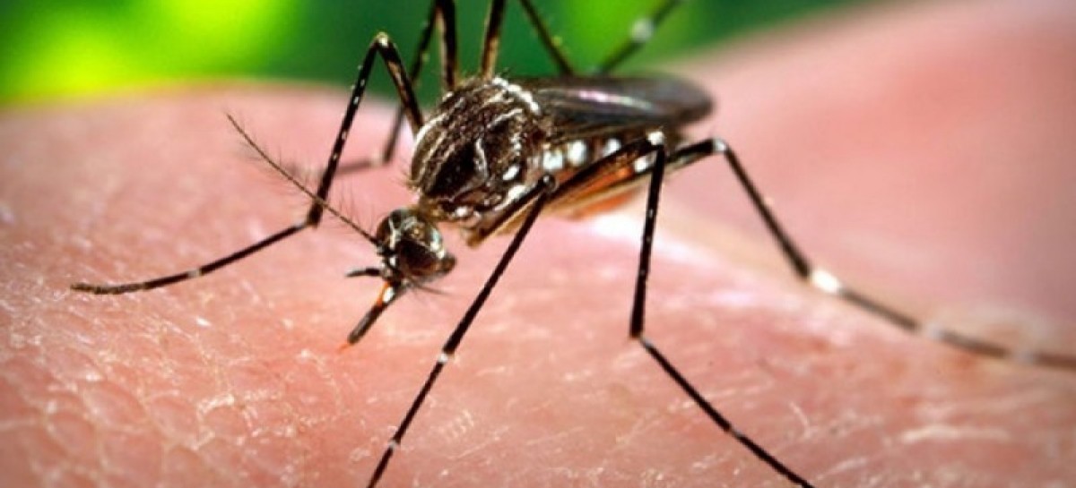 Victorian pregnant woman diagnosed with Zika virus