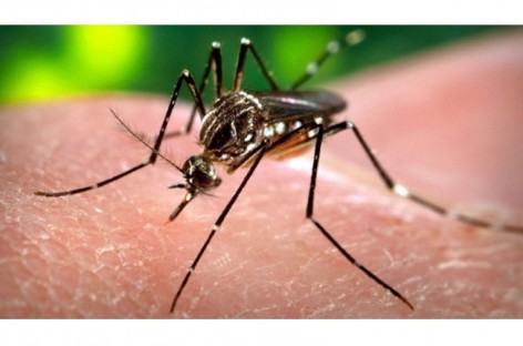 Victorian pregnant woman diagnosed with Zika virus