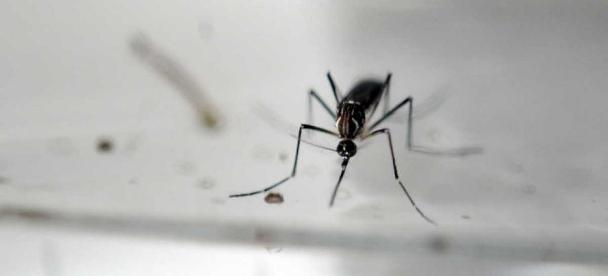 Zika threat to Canada low: health officer