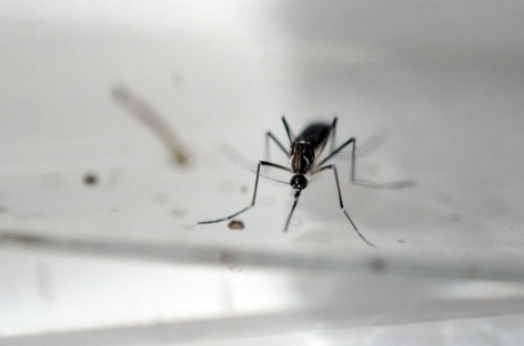 Zika threat to Canada low: health officer