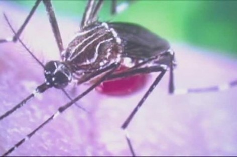 Woman tests positive for Zika virus at Chicago North Side hospital