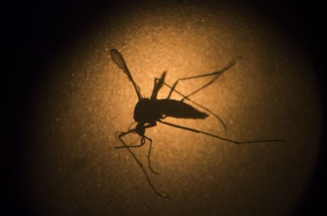 State health department begins campaign to prevent spread of zika virus