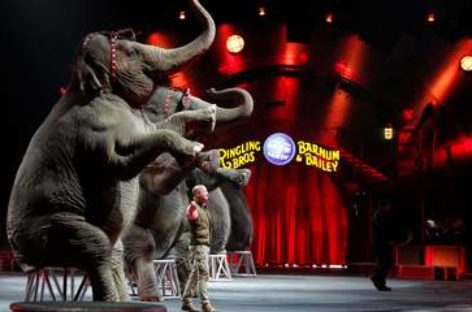 Ringling Circus elephants end long career in Providence this weekend