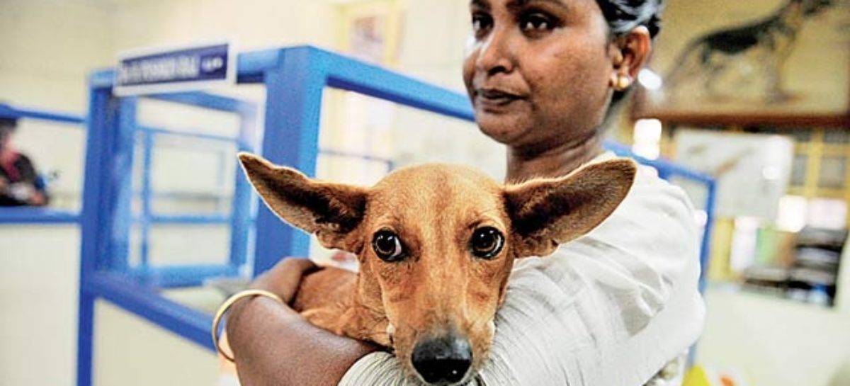 Indian Med Students fined less than $1 for throwing Dog off Roof