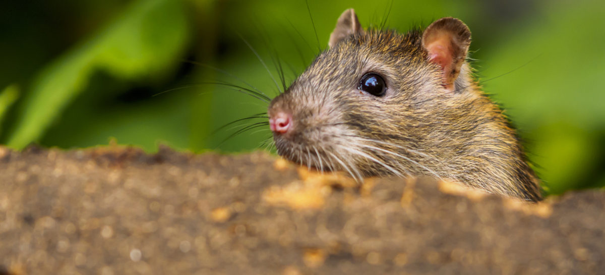 New Zealand Has 34 Years To Get Rid Of Rats