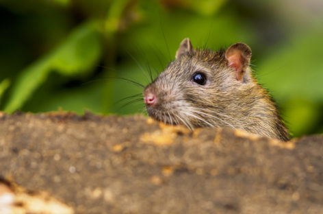 New Zealand Has 34 Years To Get Rid Of Rats