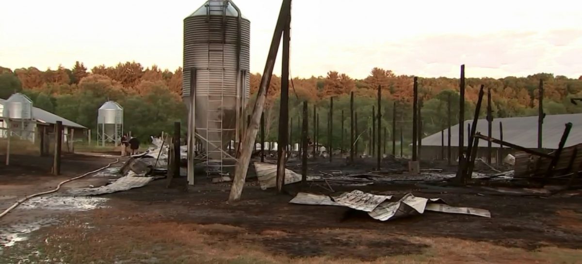 7000 baby turkeys killed in Massachusetts barn fire