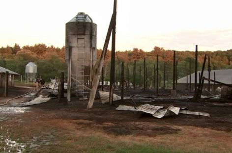 7000 baby turkeys killed in Massachusetts barn fire