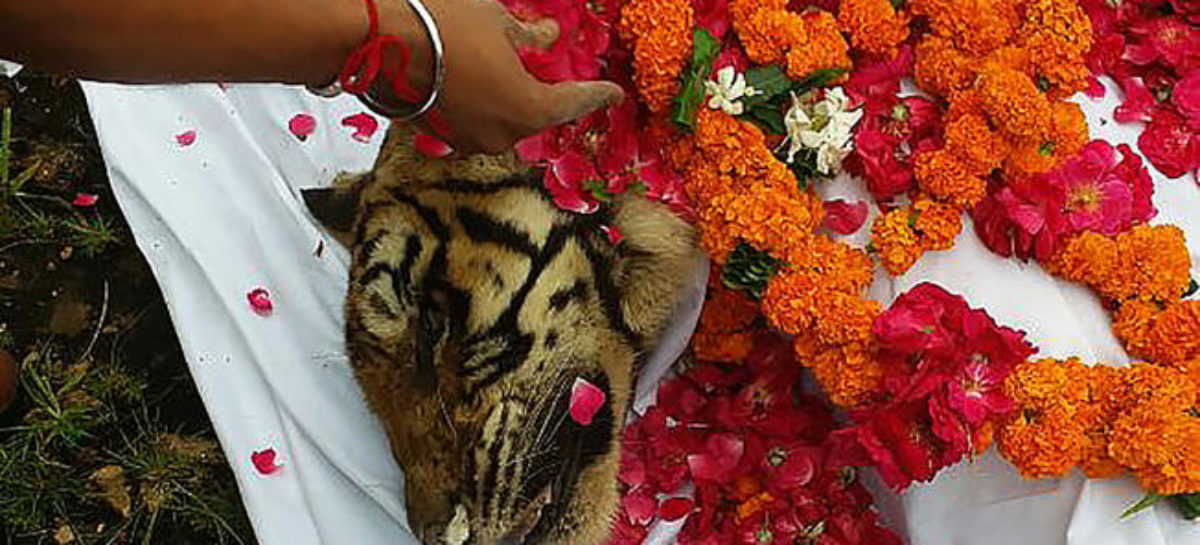 Beloved tiger Machli dies in Indian park