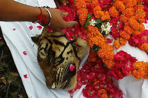 Beloved tiger Machli dies in Indian park