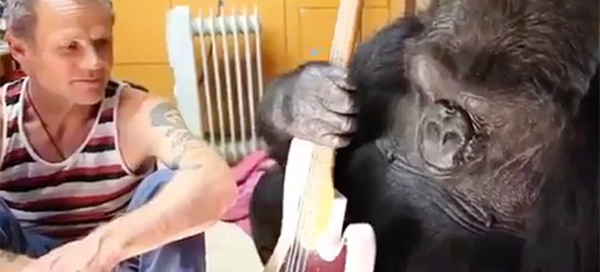 Koko The Gorilla Rocks Out On Flea’s Bass Guitar