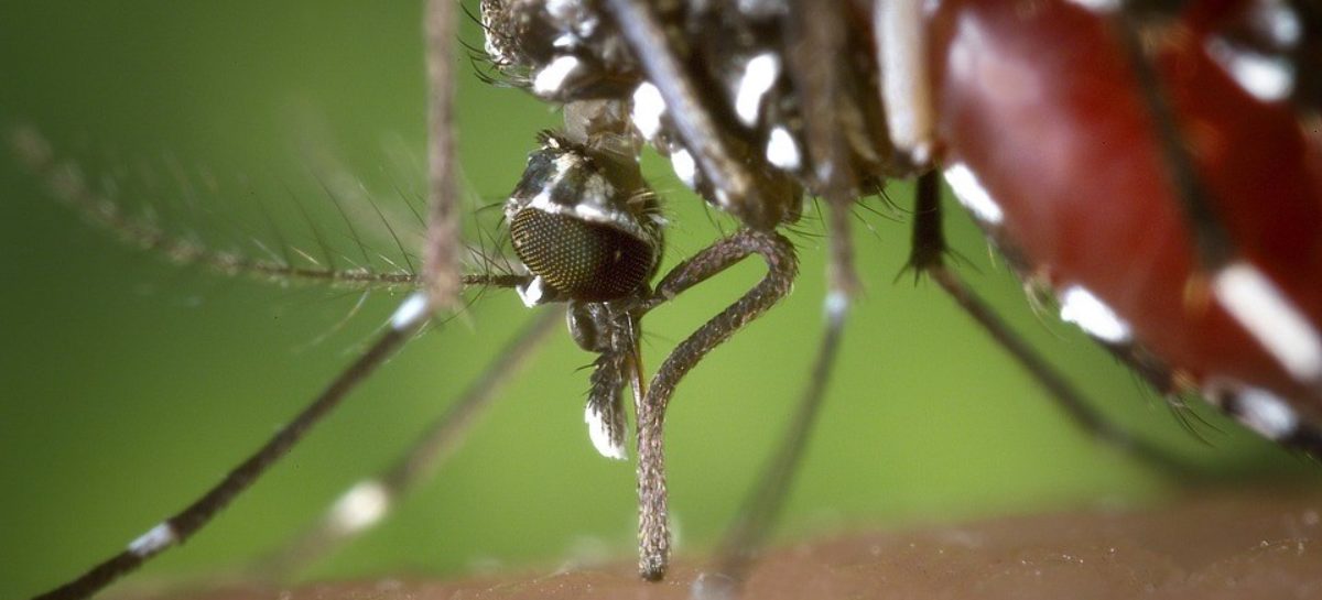 Maryland reports first case of West Nile virus in 2016