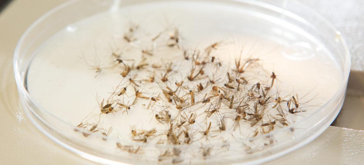 Florida Zika Cases Exceed 1000