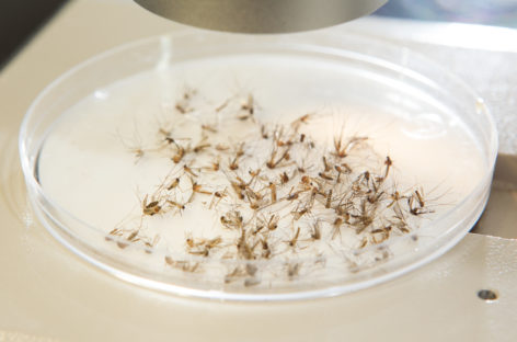 Florida Zika Cases Exceed 1000