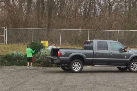 Go, Christmas tree: City turning holiday evergreens into mulch