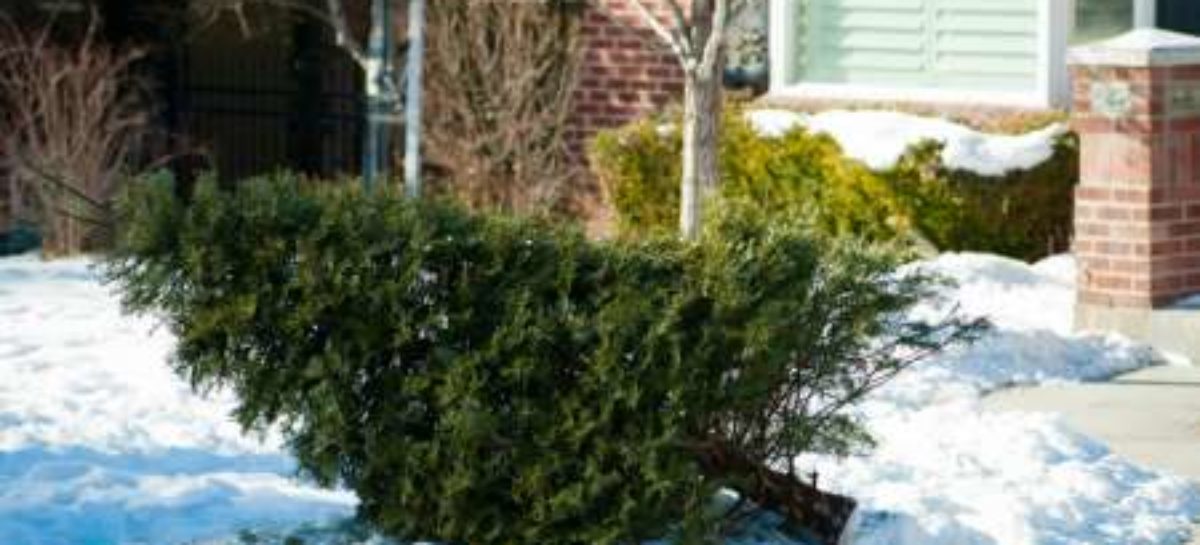 Here’s how to get rid of your Christmas tree