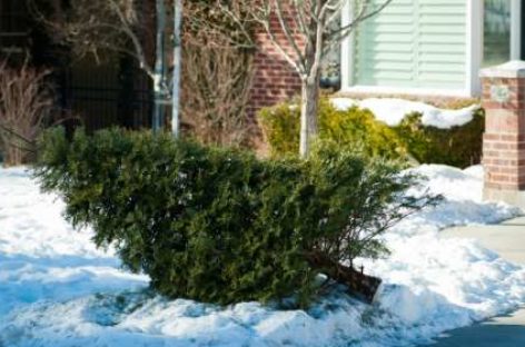 Here’s how to get rid of your Christmas tree