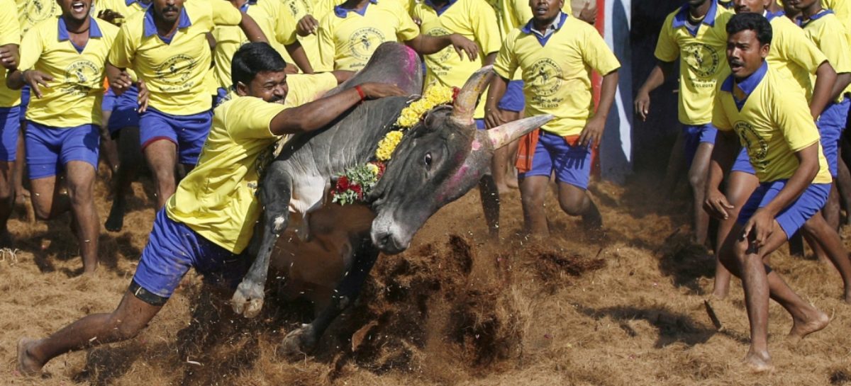 Ban on bull-taming sport is sub judice, says Modi