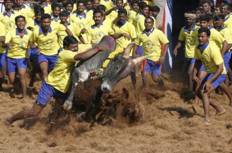 Ban on bull-taming sport is sub judice, says Modi