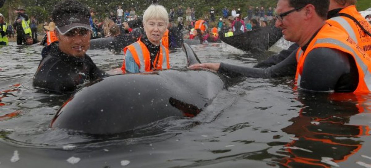 Hundreds of whales in second New Zealand stranding able to swim free